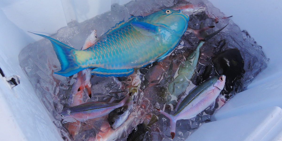 沖釣り&熱帯魚シュノーケル