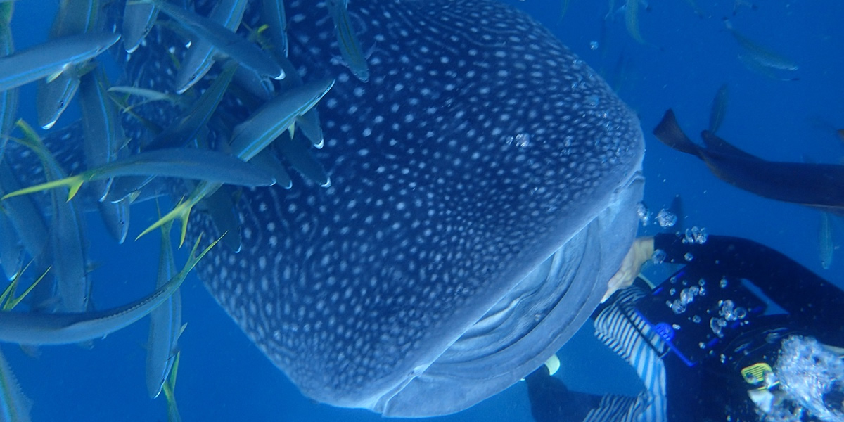 民宿＆ジンベエザメコース