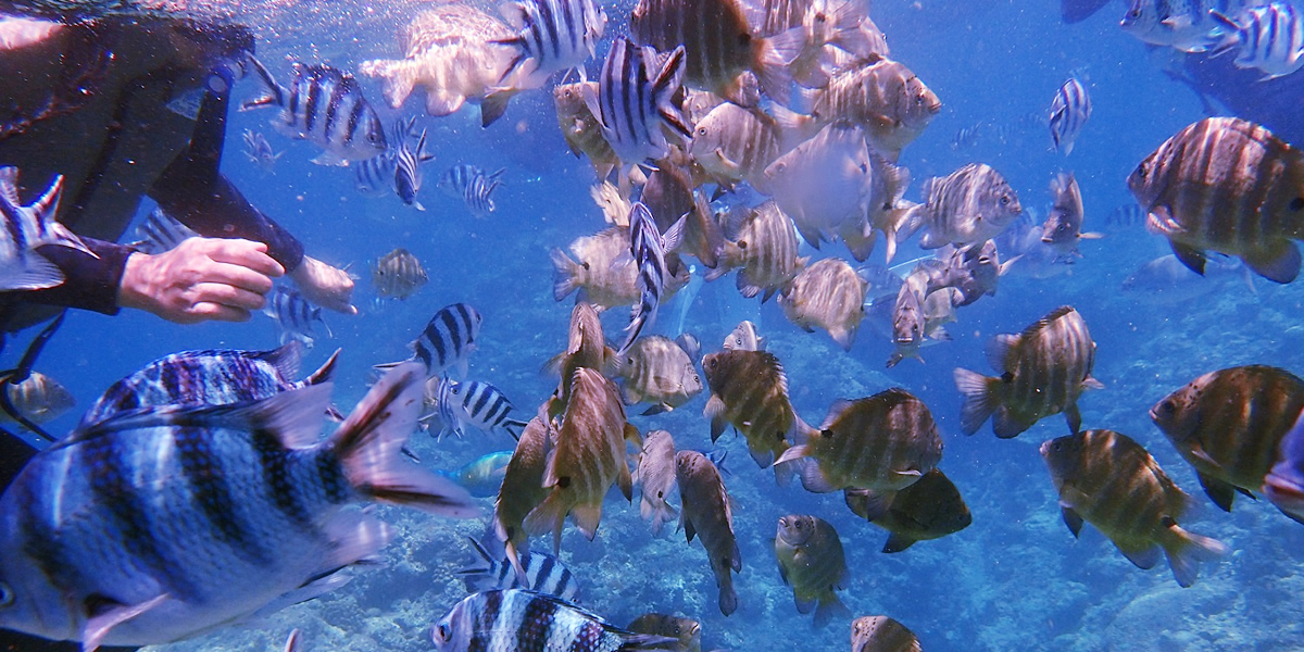 民宿＆熱帯魚コース