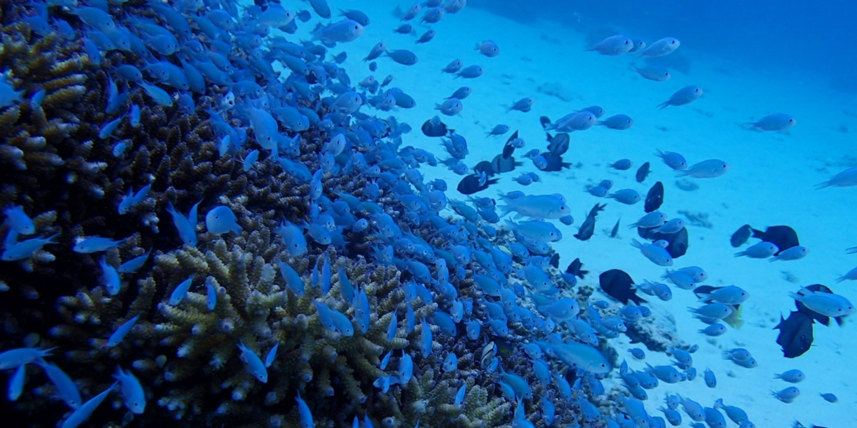 民宿＆熱帯魚コース