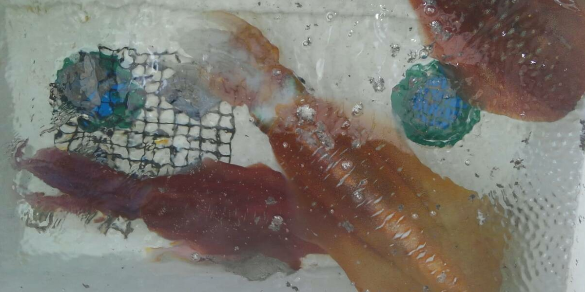 大漁アオリイカ