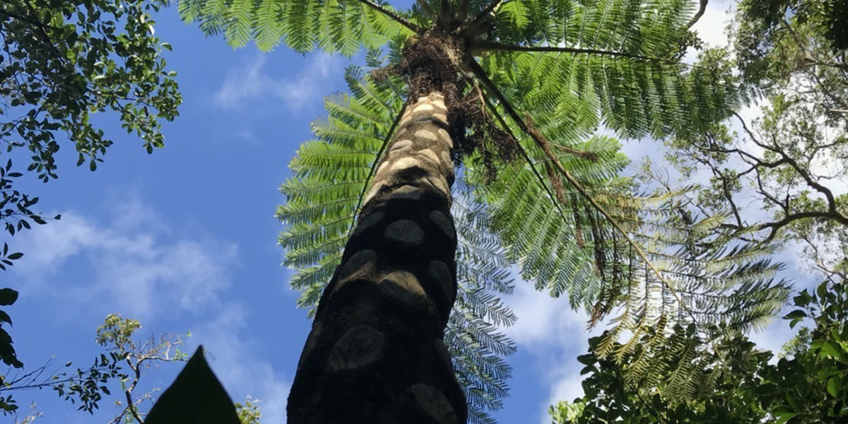 石川岳トレッキング