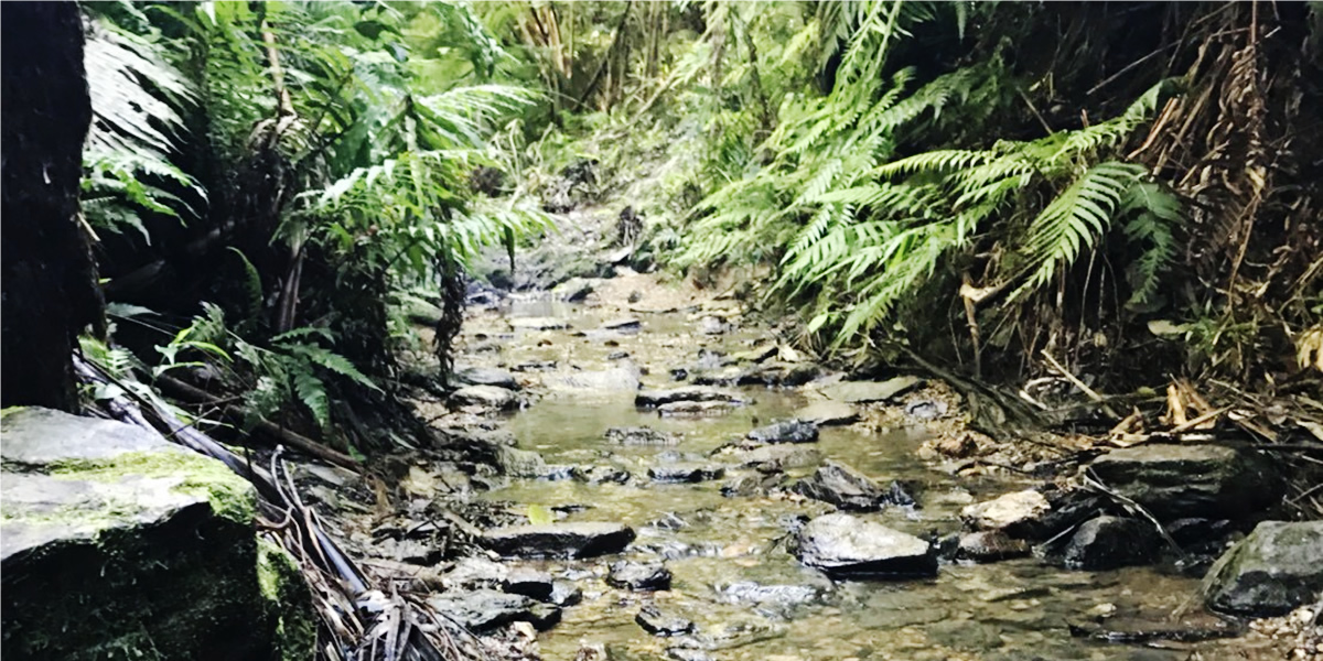 石川岳トレッキング