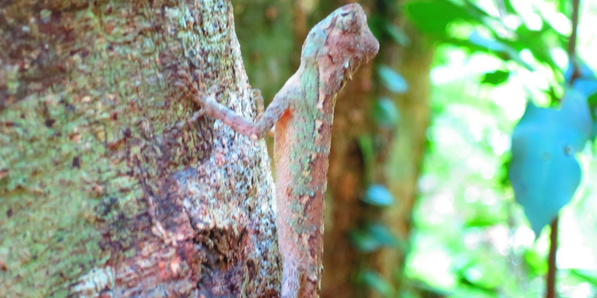 石川岳トレッキング