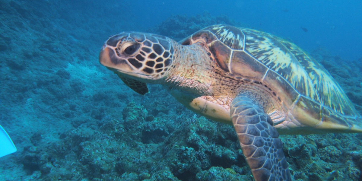 긴곶 펀다이빙 코스
