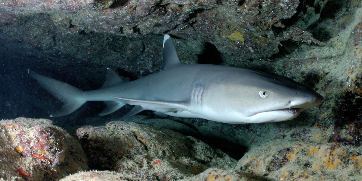 긴곶 펀다이빙 코스