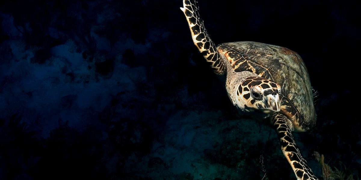 달빛(야간) 스노클링/다이빙