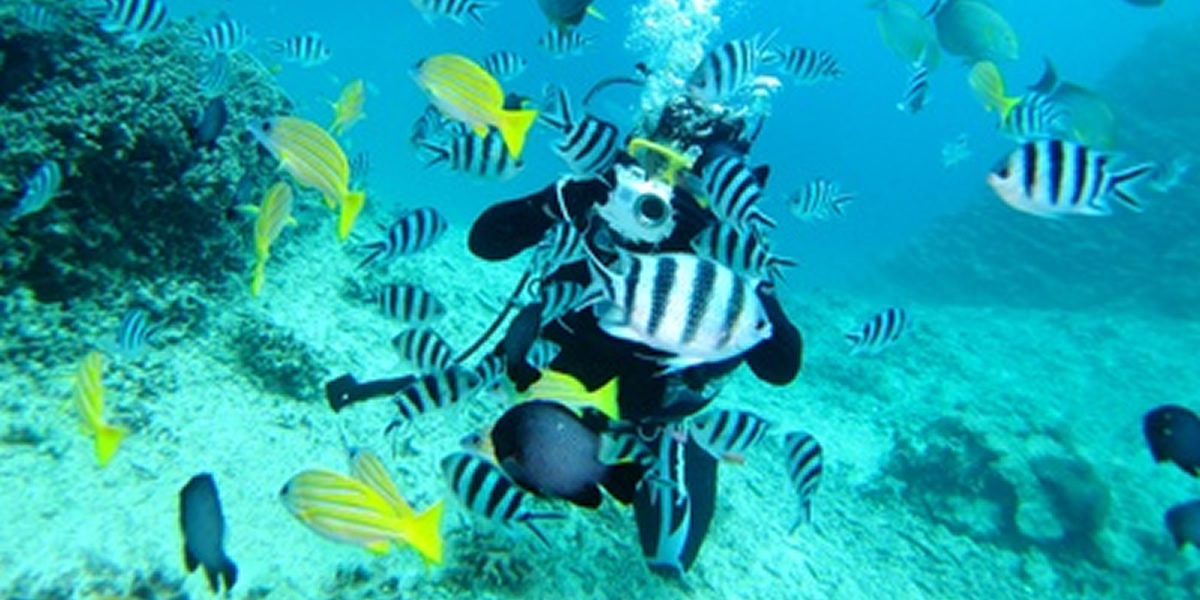 パラセーリング宜野湾市&熱帯魚体験ダイビング