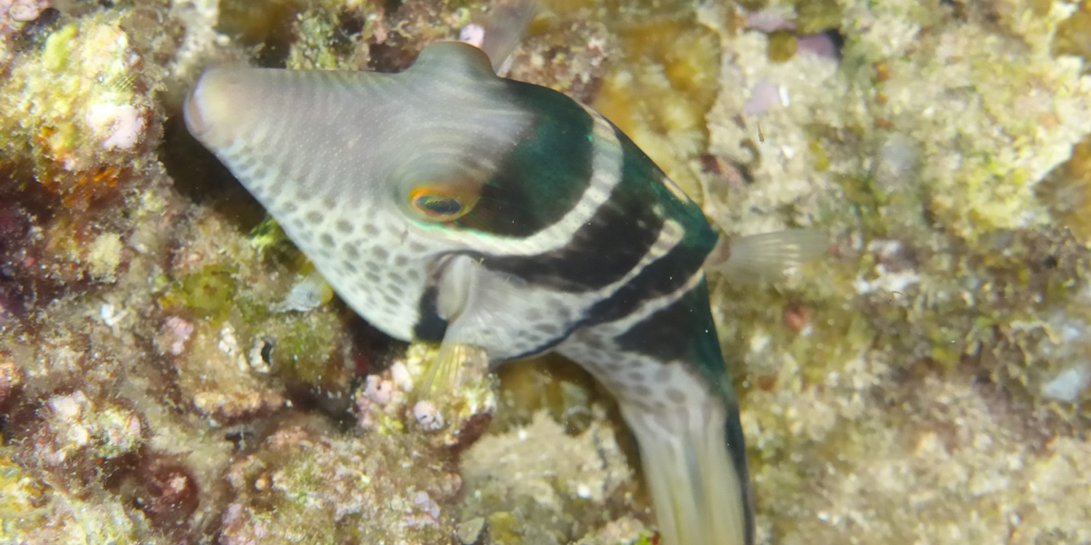 패러세일링うるま市&야간 스노클링