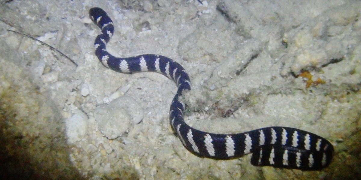 패러세일링うるま市&야간 스노클링