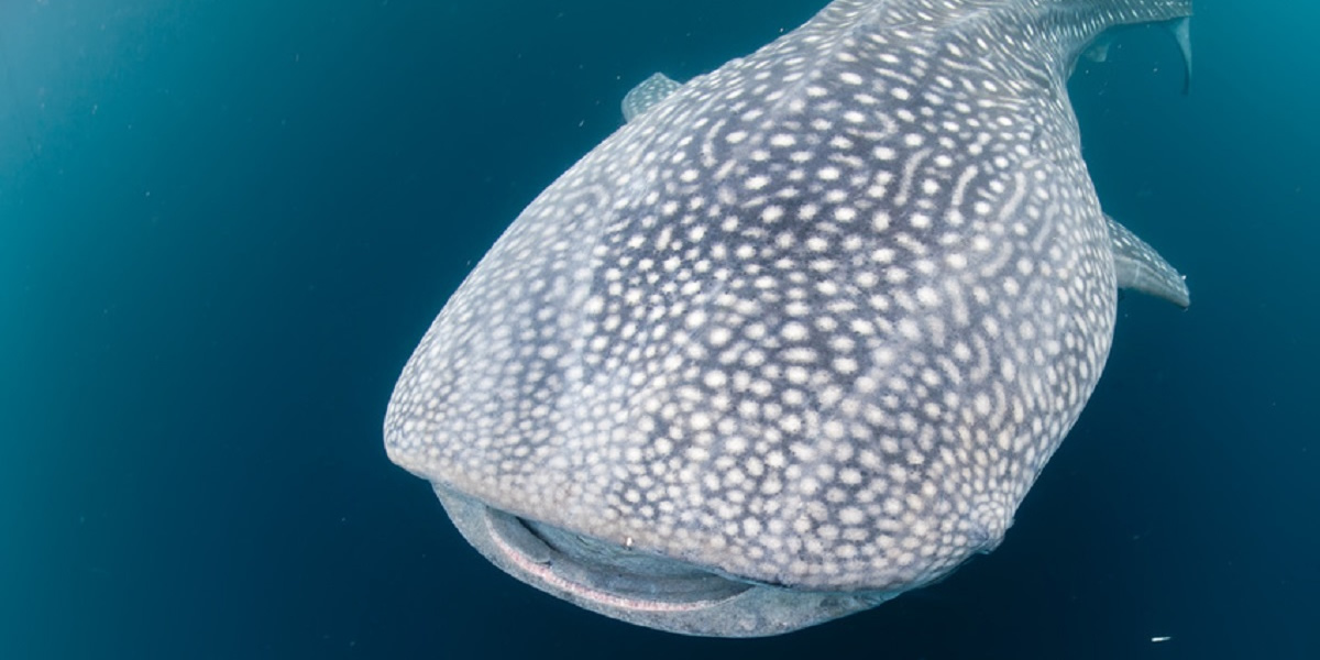 고래상어&열대어 코스
