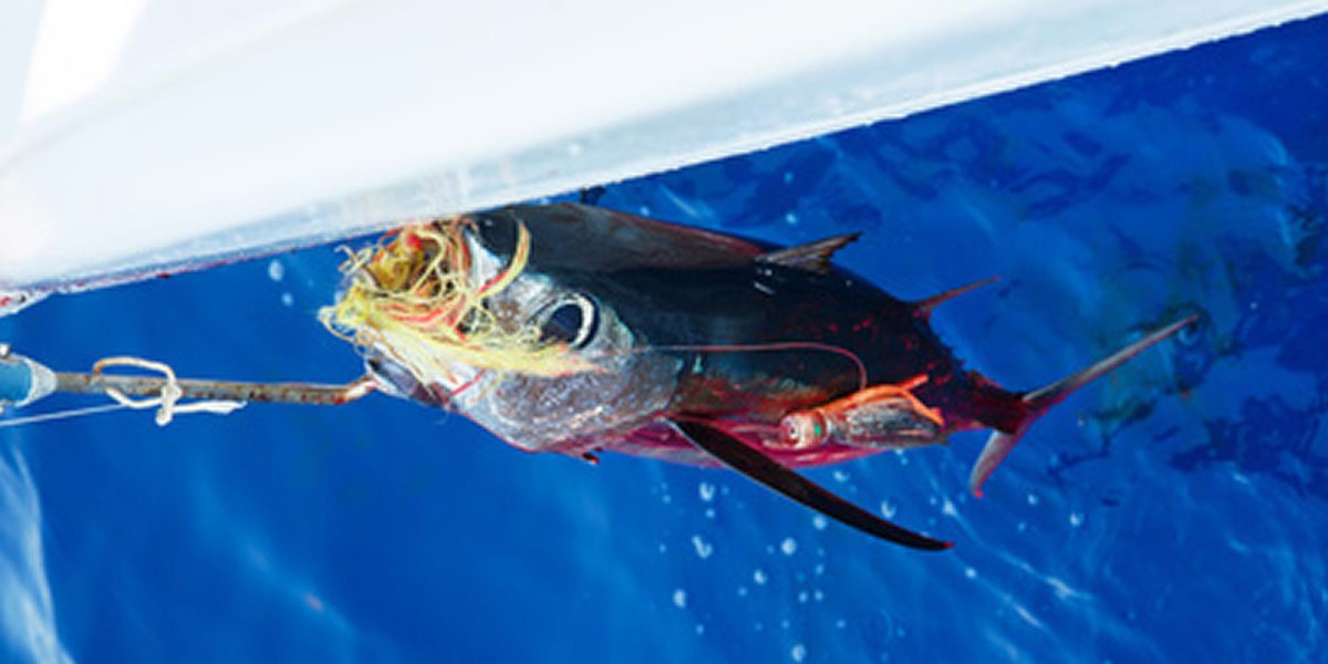 トローリング貸切コース