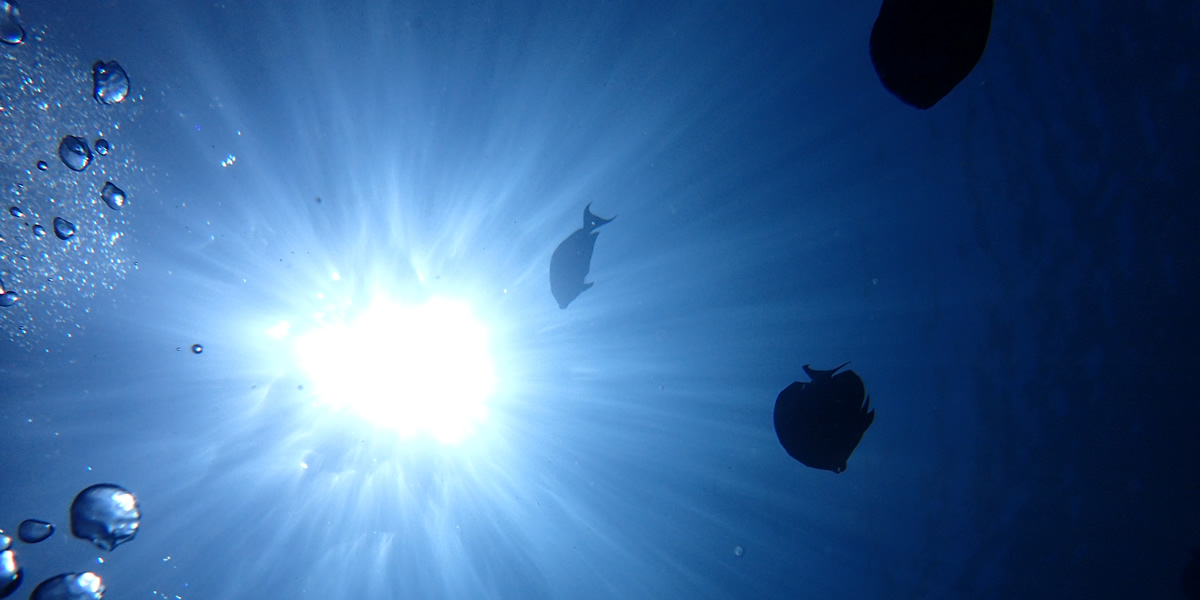 열대어 &오리지널 섬 짚신 수제 체험