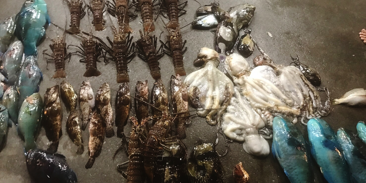 大量のイセエビ