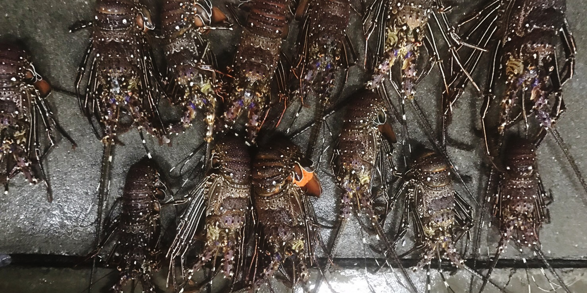 大量の伊勢海老