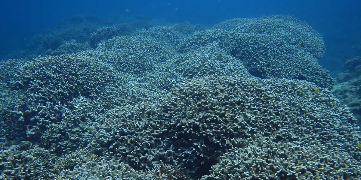 熱帯魚やサンゴ