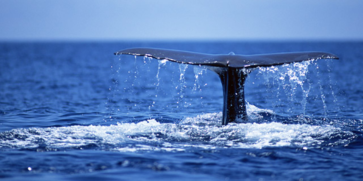 ホエールウォッチング&青の洞窟体験ダイビング