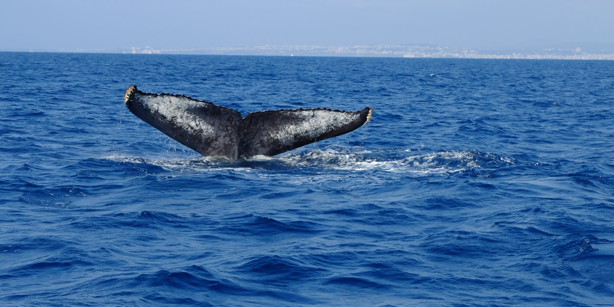 ホエールウォッチング&青の洞窟体験ダイビング