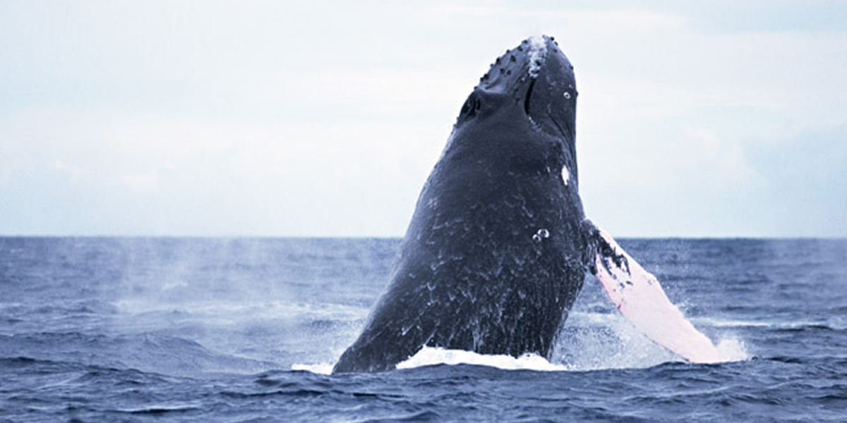 ホエールウォッチング&青の洞窟シュノーケル