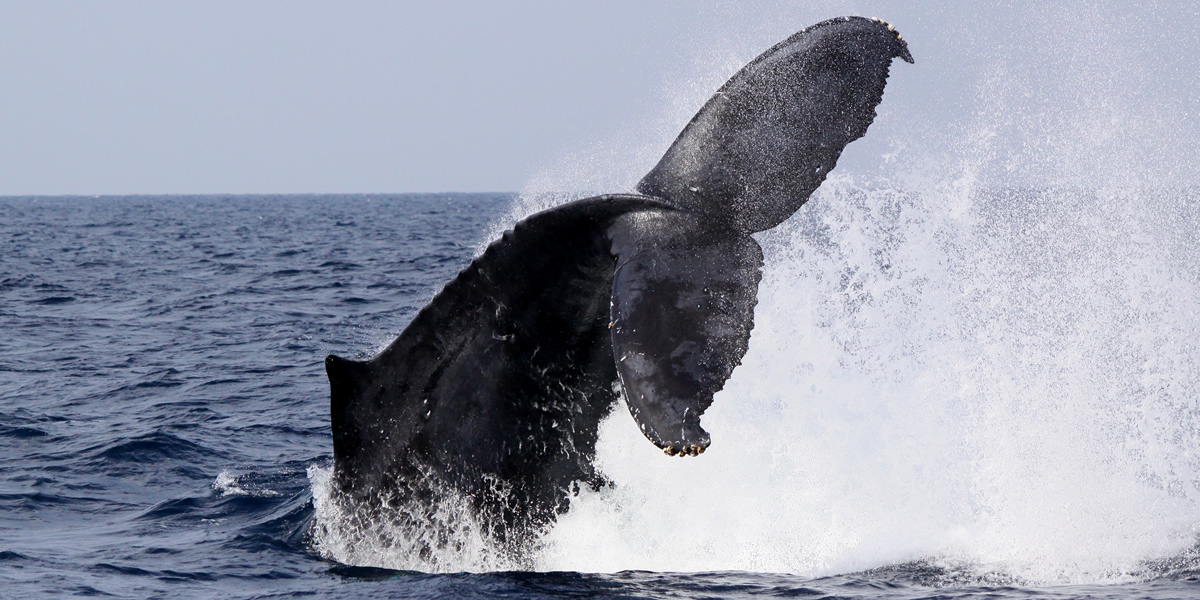 ホエールウォッチング