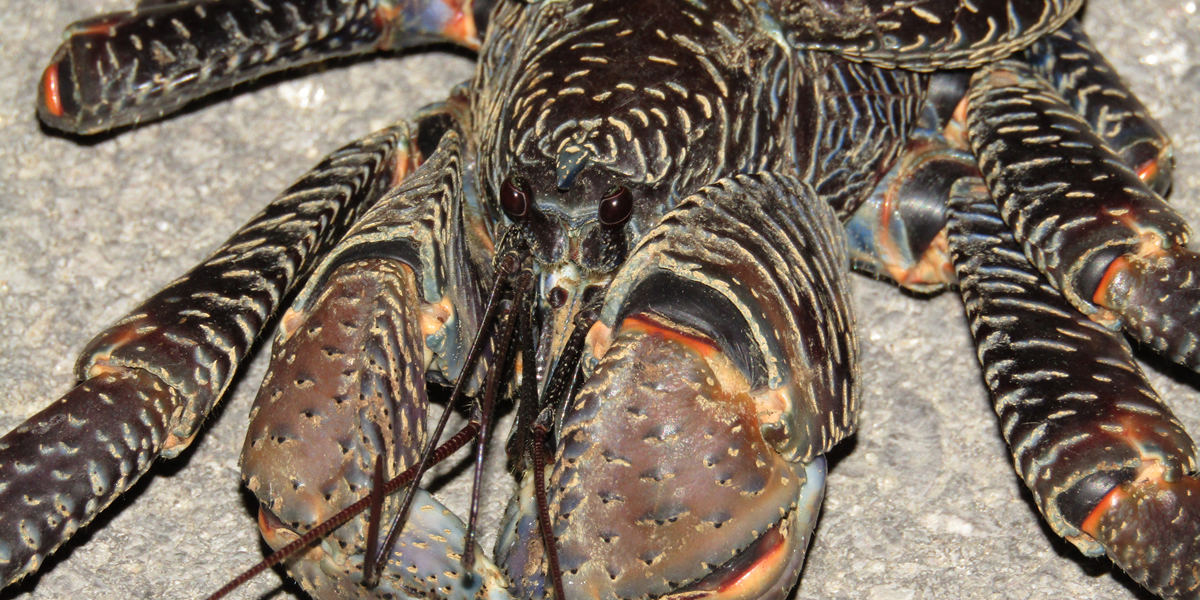 ヤシガニの威嚇