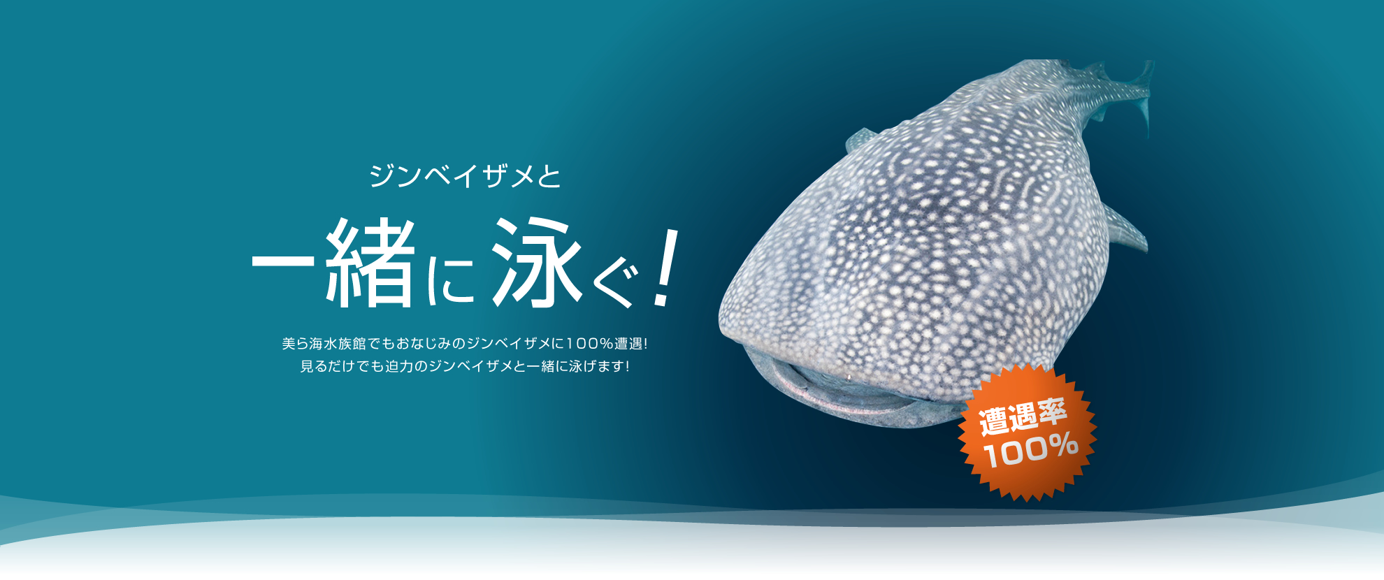 고래상어와 함께 헤엄치자!상세 보기