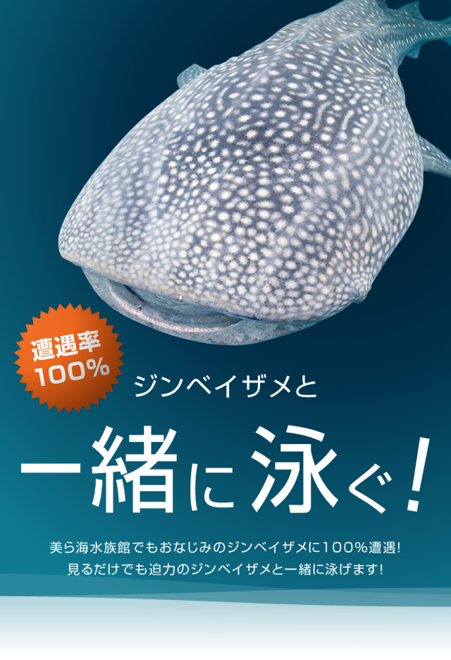 고래상어와 함께 헤엄치자!상세 보기